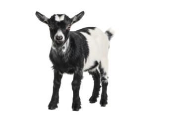 goat on white background