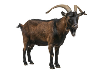 goat on white background