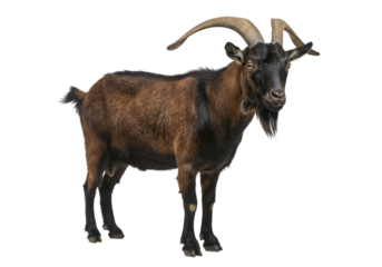 goat on white background