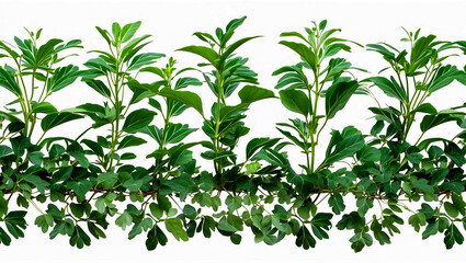 Fototapeta premium Vibrant gotu kola leaves isolated on white background