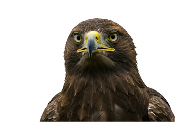 eagle on white background