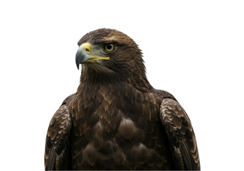 eagle on white background