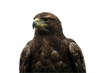 eagle on white background
