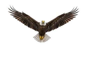 Fototapete Rund Adler eagle on white background  © Star ✨