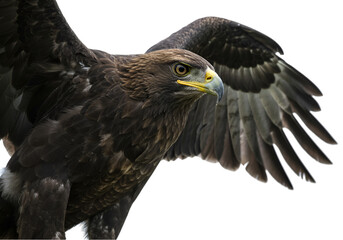eagle on white background