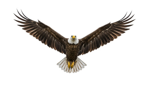 eagle on white background