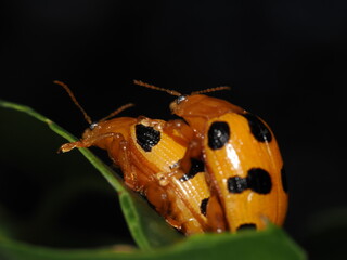 Flea Beetle