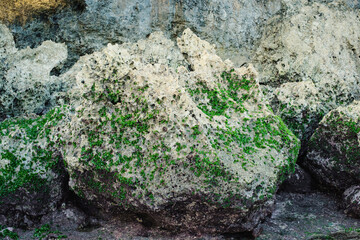 Close-up of large fossil coral rock on a tropical beach in Bali. Eroded limestone surface with rough and porous texture.