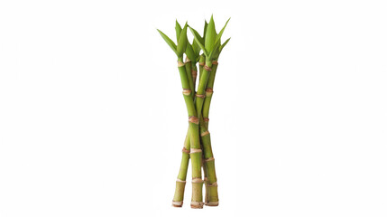 Fototapeta premium a stalk of bamboo on a transparent background, PNG image, PNG file, Generative art.
