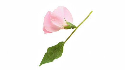 a pink flower on a transparent background, PNG image, PNG file, Generative art.