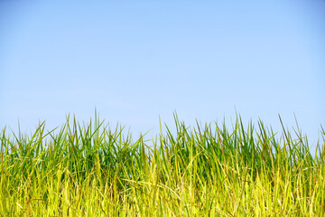 Vibrant Green Grass Against a Clear Blue Sky in Natural Setting