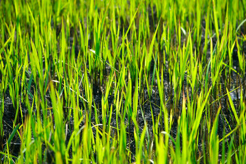 Green Fresh Rice Plants Growing in Vibrant Agricultural Field