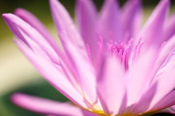 Naklejka premium Delicate Pink Water Lily Blooming in a Serene Natural Setting