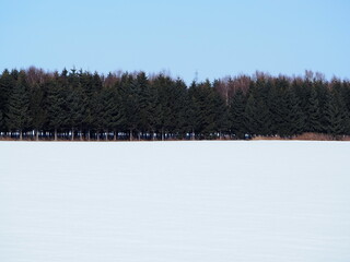 防風林と雪原