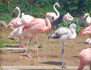 群馬県桐生が岡動物園「フラミンゴ」2