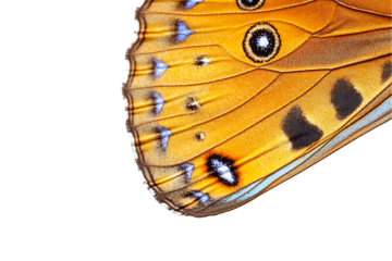 Butterfly Wing Detail: Golden Hues, Azure Patches, Intricate Pattern on White.