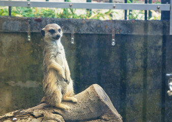 群馬県桐生が岡動物園「ミーアキャット」