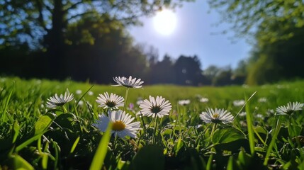 Obraz premium Wild daisies blooming in lush grass under a blue sky, a peaceful moment of nature's beauty 