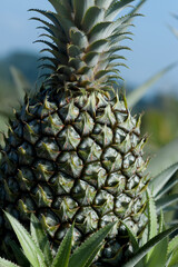 Fototapeta premium Pineapple crop grow in garden
