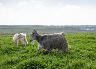 Obraz premium grey and white goats grazing on green grass meadow, farm spring background, cloudy sky 