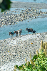 A bunch of mules on the bank of the river 