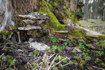 Natural growth of fungus on forest floor.