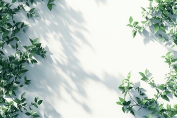 Fresh greenery casts soft shadows on a blank white backdrop