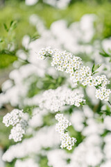 white blossoming flowers in garden