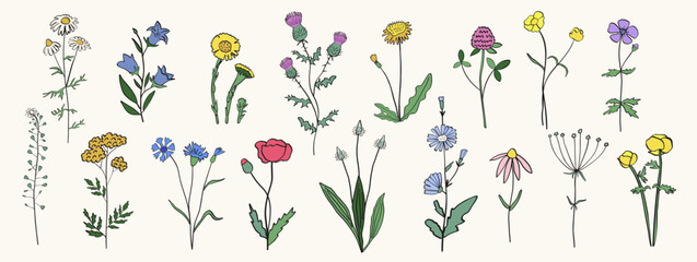 Hand drawn wild flowers and herbs. Vector silhouettes of field plants isolated on white background. © tigadesign