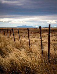 Obraz premium Rustic barbed wire fence cutting across a golden, windswept grassland under a dramatic sky. Evokes themes of freedom, boundaries, and the vastness of nature.