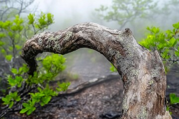 Obraz premium A gnarled tree branch stretching over a foggy swamp, its twisted form adding to the eerie atmosphere