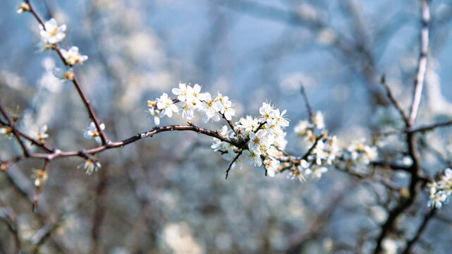Spring flowering branch with white flowers in soft natural light.