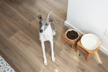 Whippet dog sitting next to food and water bowls. Pet feeding time