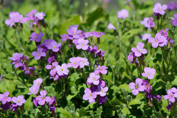 Fototapeta premium purple garden flowers aubrieta close up