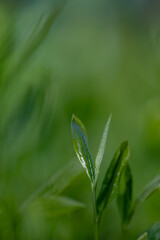 茶葉・茶畑・新茶