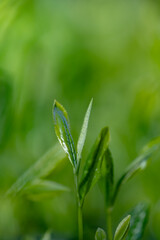 茶葉・茶畑・新茶