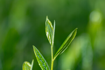 茶葉・茶畑・新茶