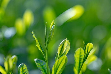 茶葉・茶畑・新茶
