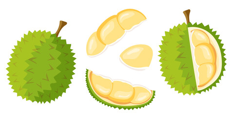 Durian fruit vector illustration. Tropical fruit, King fruit. Exotic, isolated