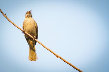 the dove in the nature with dramatic tone