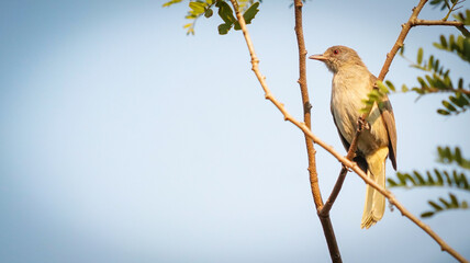 the dove in the nature with dramatic tone