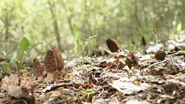 Growing group of morels on sunny spring day in wild. Camouflaging caps of delicacy mushrooms among dry leaves. Collecting and hunting for rare mushrooms.