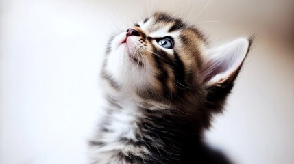 Curious kitten gazing upward with wonder, isolated on white. Pure innocence and playful curiosity in a tender moment.
