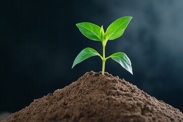 A time-lapse effect of a tiny seed sprouting into a green seedling