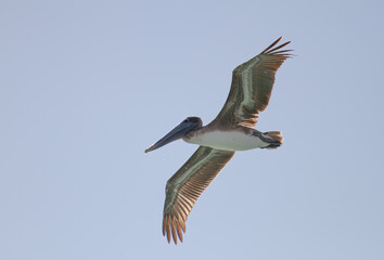Brown pelican in flight over the ocean waters in Florida