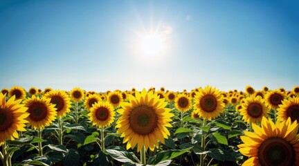 Fototapeta premium Golden Sunflower Field Stretching Toward the Horizon