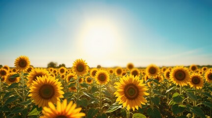 Obraz premium Vibrant Yellow Sunflowers Facing Bright Sunlight