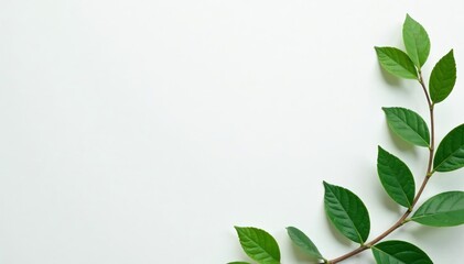 Fototapeta premium Minimalist white paper with small green leaves pattern, decoration, plants, leaves