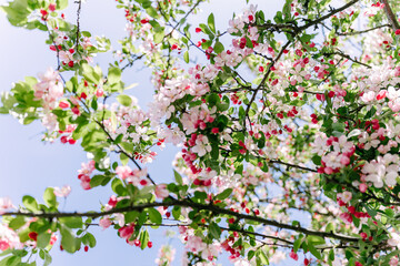 cherry blossoms in spring
