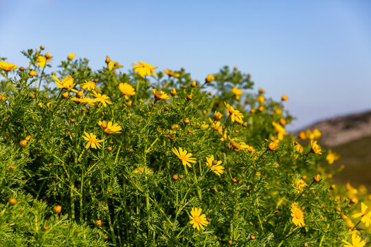Marguerites sauvages de couleur jaune soleil dans un champ au premier plan, colline et ciel bleu en arri&egrave;re plan